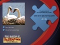 Gra Swans Puzzle