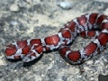 Gra Snake jigsaw