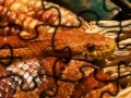 Gra Snake Jigsaw Tournament