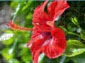 Gra Flowers Jigsaw 