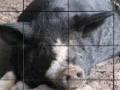 Gra Happy Pigs