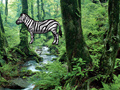 Gra Hidden Zebra