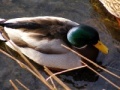 Gra Jigsaw: Shallow Duck