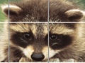 Gra Raccoon Puzzle