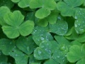 Gra Jigsaw: clover