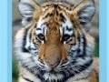Gra Tiger and Cubs Jigsaw