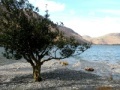 Gra Jigsaw: Tree Beach
