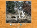 Gra Gray Wolf Jigsaw Puzzle