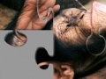 Gra Chimpanzee