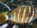 Gra Jigsaw: Fish