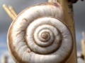 Gra Snail jigsaw