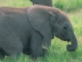 Gra Puzzle Elephants