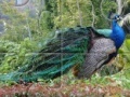 Gra Peacock Jigsaw Puzzle 