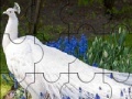 Gra Beautiful peacock puzzle