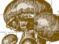 Gra Mushrooms Jigsaw