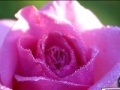 Gra Jigsaw: Rose