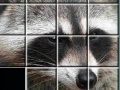 Gra Raccoon Puzzles