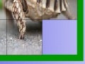 Gra Hungry turtle slide puzzle