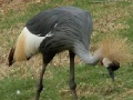 Gra Gray Crane Jigsaw Puzzle