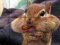 Gra Hungry cute squirrel slide puzzle
