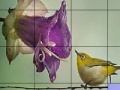 Gra Bird on a wire slide puzzle