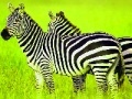 Gra Green Safari: Zebras Puzzle