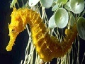 Gra Seahorse: Slide Puzzle