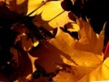 Gra Autumn Leafs Jigsaw