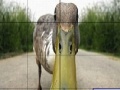 Gra Dizzy duck slide puzzle
