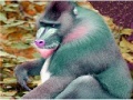 Gra Elderly Tired Baboon Puzzle