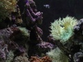 Gra Coral Reef