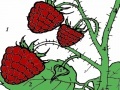 Gra Red berry garden coloring