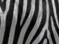 Gra Jigsaw: Zebra Stripes