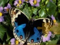 Gra Butterfly Puzzle