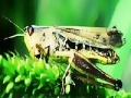 Gra Green grasshopper slide puzzle