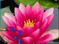 Gra Pink Water Lily Puzzle
