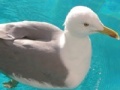 Gra Seagull: Sliding Puzzle