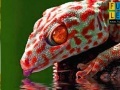 Gra Thirsty red gecko puzzle
