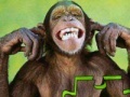 Gra Monkey puzzle