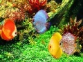 Gra Deep Colorful Ocean Fishes: Puzzle