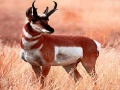 Gra Hungry alone antelope puzzle