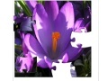 Gra Jigsaw Nature: Crocus