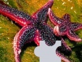 Gra Ocean sea stars puzzle