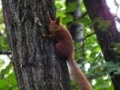 Gra Squirrel 2