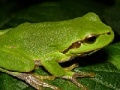 Gra Frog Slider
