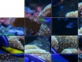 Gra Tropical Fish Slider Puzzle