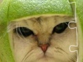 Gra Funny Cat puzzle