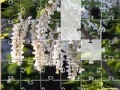Gra Jigsaw: New Flowers