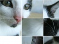 Gra Kitten Puzzle