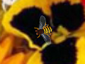 Gra Hidden Bee